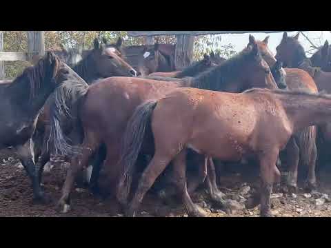 Видео: Мои лошади после 3 недель откорма. 🐎🐎#айгыр #коневодство #кони #лошади #жылкы #