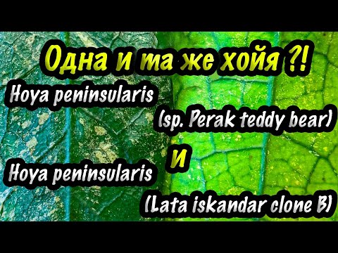 Видео: Одна и та же Хойя ? 