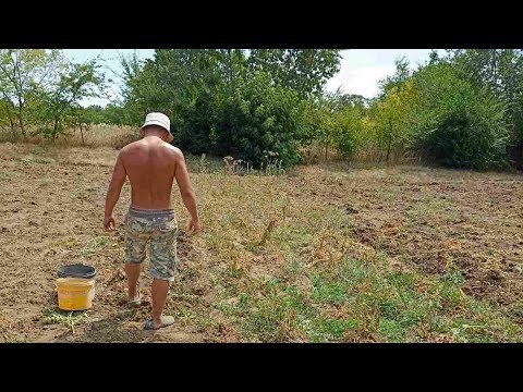 Видео: Це якийсь жах, а не картопля. Весь рік працювали, а врожай страшний😩#город #картопля #врожай #село