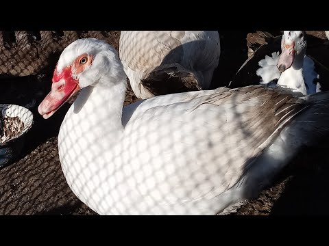 Видео: ІСТОРІЯ ОДНОГО КУРЧАТИ МАНДРІВНИКА. НОВА ПТИЦЯ ВДОМА. КУПУЮ КАЧЕНЯТ,, ВАЖКОЇ ЛІНІЇ,,