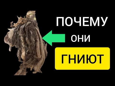 Видео: 6 ПРИЧИН ГНИЕНИЯ корневой системы замиокулькаса | ЭТО ВАЖНО ЗНАТЬ