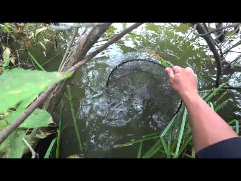 Видео: ЛОВЛЯ НА ВЕРШУ(МОРДУ) В КОРЯГАХ. РАКИ ТАК И ЛЕЗУТ В НЕЕ.