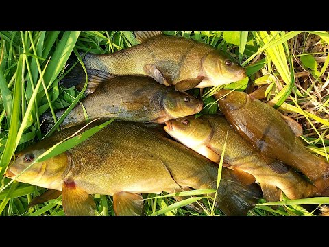 Видео: НОЧНОЙ ЛИНЬ ЗАГИБАЕТ УДОЧКУ! Ловля линя на поплавок НОЧЬЮ и РАННИМ утром! Шикарная рыбалка 2021.