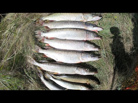 Видео: ОГО здесь много щуки и окуня!!! Рыбное место озера Улыколь (Басановка)!!!
