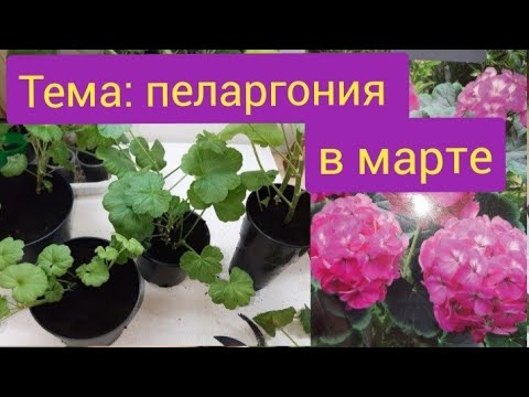 Видео: Формируем пеларгонию в марте/черенки выросли, пора пересаживать/