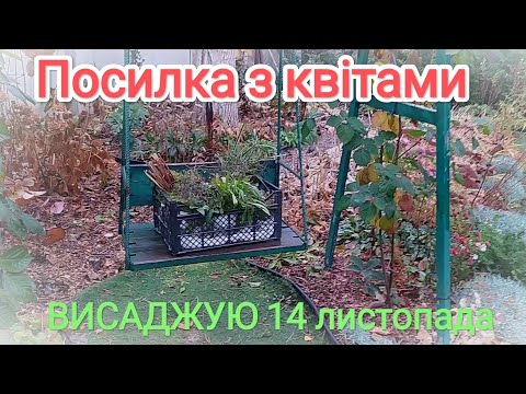 Видео: Посилка з квітами висаджую 14 листопада