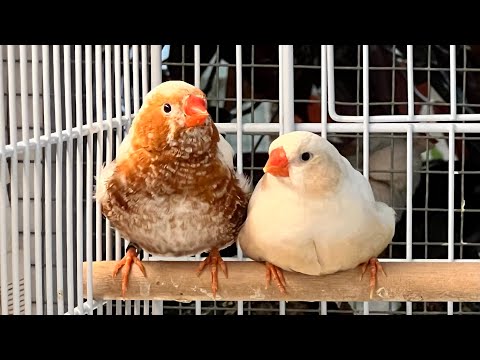 Видео: Разведение зебровых амадин: клетки или вольеры