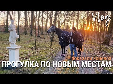 Видео: Прогулка по новым местам | Показали коневоз Джемме