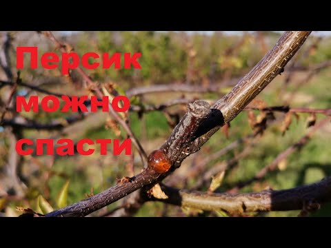 Видео: Почему умирают плодовые деревья. Часть 3.