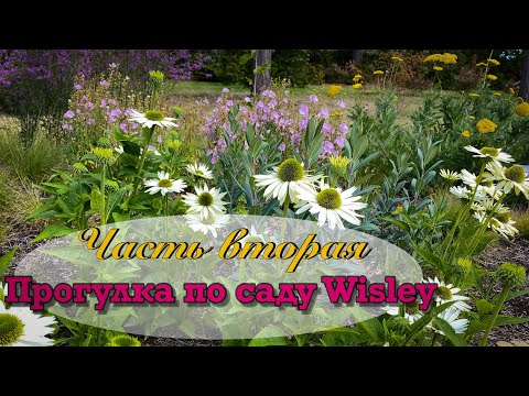 Видео: Vlog 511- Прогулка по саду Wisley. Часть 2