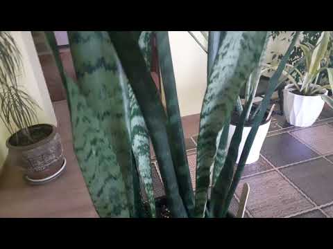 Видео: В средине сансевиерии появление детки.От чего это происходит.Это только мое видение.
