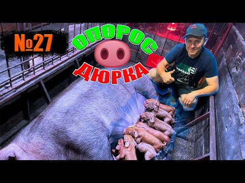 Видео: №27 Опорос свиноматки породы дюрок!/Варим откидушки для клетки/Забрали поросят