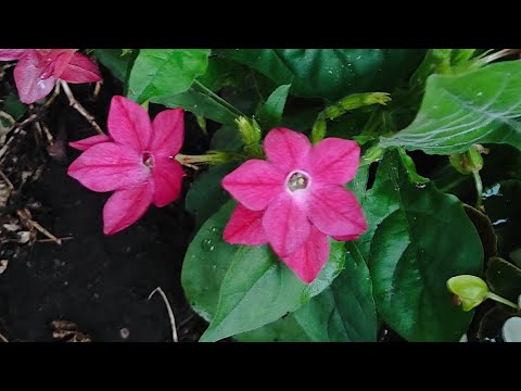 Видео: Вечірня прогулянка по квітам! Запрошую! 🍁🌸🍁🌼🍁🌸21.09.2025