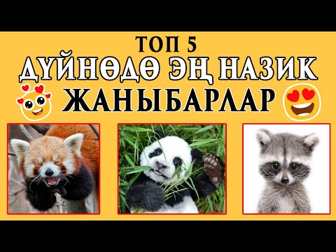 Видео: ДУЙНОДО ЭН НАЗИК  ЖАНЫБАРЛАР | БИЛИП АЛ