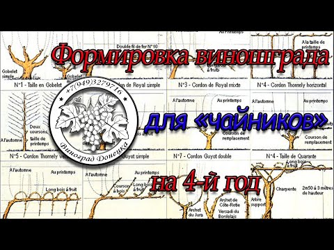 Видео: Веерная ФОРМИРОВКА ВИНОГРАДА на 4-й год