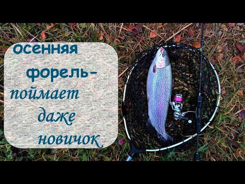 Видео: осенняя форель - поймает даже новичок