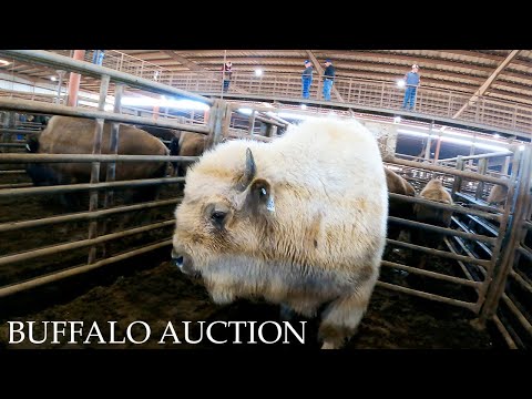 Видео: Белый бизон? За кулисами аукциона бизонов | Только зрелища и звуки