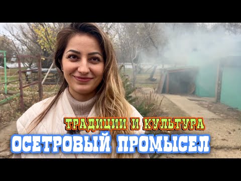 Видео: Осетровая Ферма Синеморцо. Выращиваем рыбу на Волге. #vlog #trending ￼￼