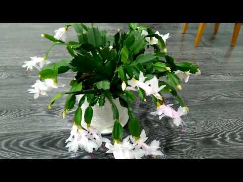 Видео: Декабрист в начале ноября!