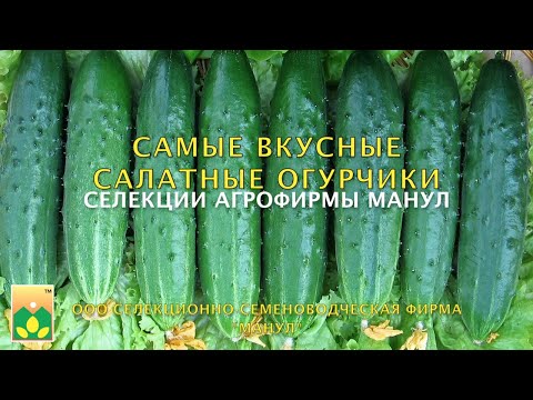 Видео: Самые вкусные салатные огурчики селекции Агрофирмы Манул