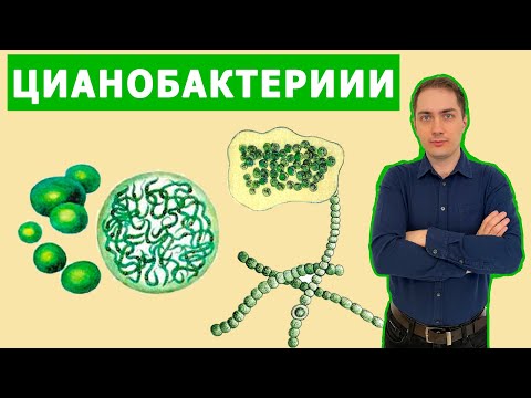 Видео: Цианобактерии (водоросли) | ЦТ по биологии