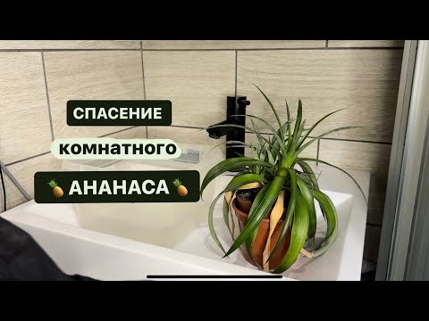 Видео: Спасаю комнатный Ананас от вредителей. Рассаживаю деток и рассказываю про уход в домашних условиях.