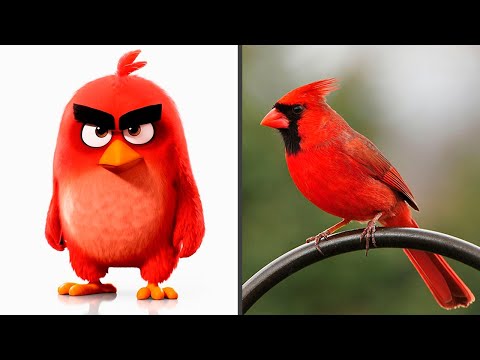Видео: Птицы из мультфильма Angry Birds! В реальной жизни! Изучаем птиц.