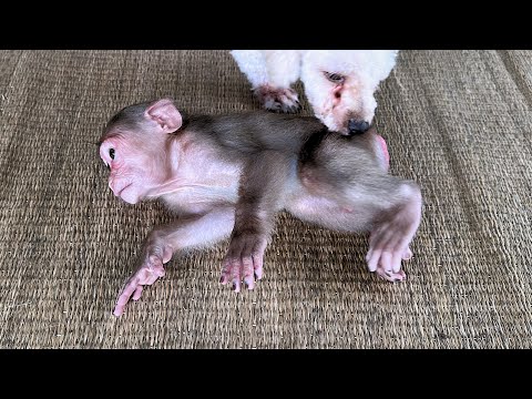 Видео: Прекратите немедленно!!! Опасные игры обезьянки Каки и собаки Люси!