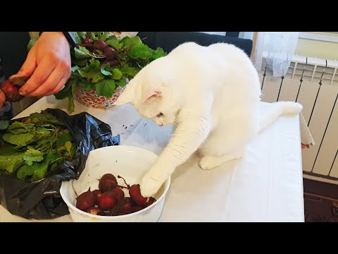 Видео: Мои РОДИТЕЛИ в МОЛОДОСТИ | Врачи ОПУСТИЛИ руки | Обустраиваем КОМНАТУ для ОТЦА | Ксюня-ПОМОЩНИЦА