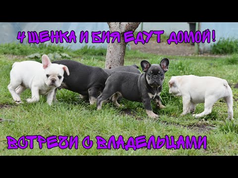 Видео: 4 щенка и Бия едут домой! Встреча с владельцами.