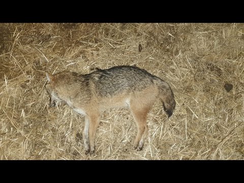 Видео: Продолжение охоты на шакала в Ростовских степях, черная полоса Александра и ее преодоление.