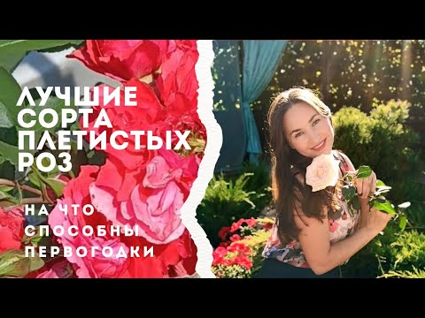 Видео: Мои розы первогодки более 2 м высоты🌹🌹Фантастика🤩