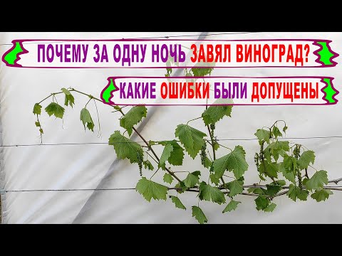 Видео: 🍇 Внезапно ЗАВЯЛ ВИНОГРАД! Что случилось? Новая БОЛЕЗНЬ? Что привело к гибели побегов?