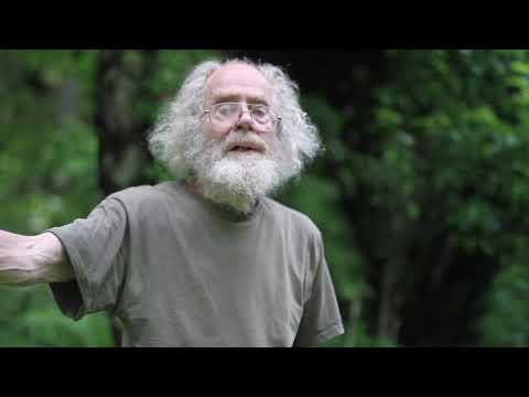 Видео: Лесная крапива и жгучая крапива