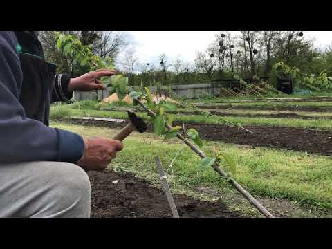 Видео: Второй этап формировки Черешни по методу UFO (update)