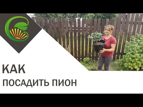 Видео: Как посадить пион