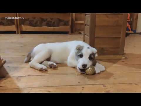 Видео: (Урок с Удачей 2) Как работает команда "нет" после трех занятий со щенком алабая