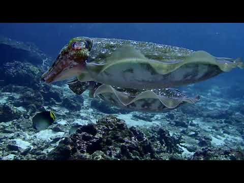 Видео: Поразительное Дайвинг сафари на острова Симиланы и Сурин, декабрь 2022, Палыч-Дайвинг Центр, Пхукет
