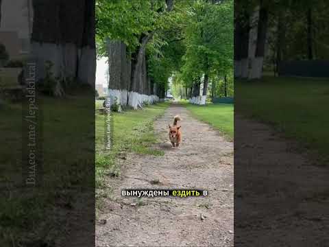 Видео: В агрогородке Слобода Лепельского района жалуются на полупустые полки