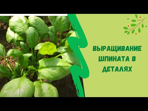 Видео: Выращивание Шпината в деталях