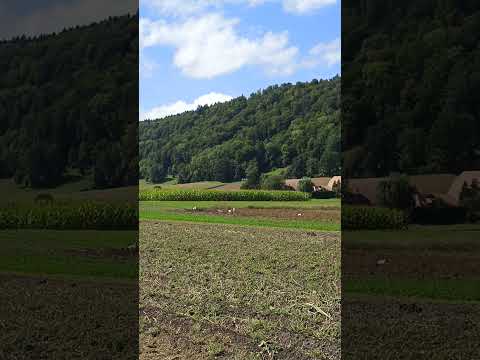 Видео: Аисты #bernswitzerland