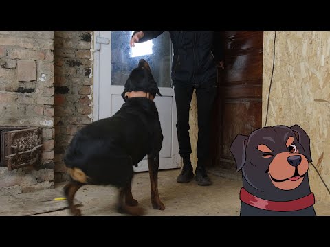 Видео: Как отучить щенка прыгать и пачкать одежду