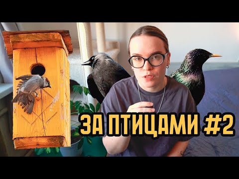 Видео: За птицами #2: озёрки, скворцы, галки, черви