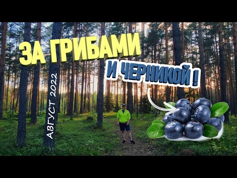 Видео: ЗА ЧЕРНИКОЙ И ГРИБАМИ НА ВЕЛОСИПЕДЕ С ЖЕНОЙ