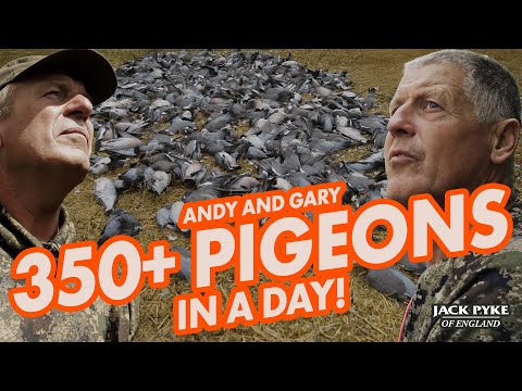 Видео: Более 350 голубей за день с Энди Кроу и Гэри «+1» | День Красной Почты | Охота на голубей