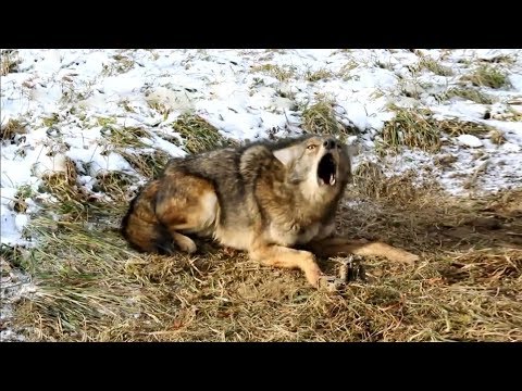 Видео: Спасение диких животных попавших в ловушку. Часть 6