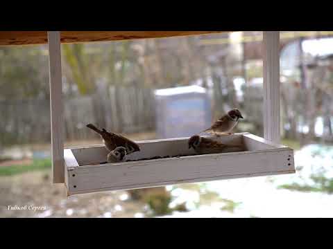 Видео: Кормушка для птиц 10.12.2023Г.