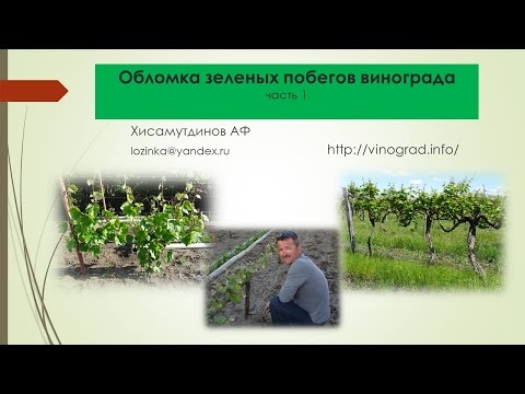 Видео: Обломка винограда, часть 1 Хисамутдинов АФ, Красохина СИ