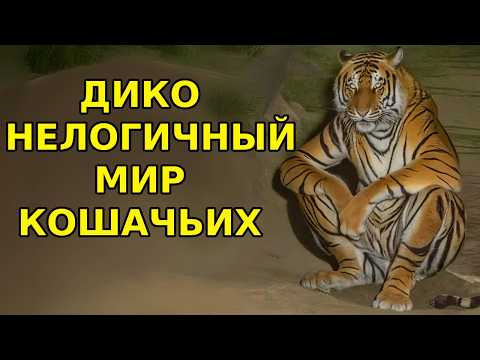 Видео: БЕЗУМНАЯ ЛОГИКА МИРА КОШАЧЬИХ