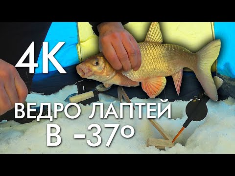 Видео: ВЕДРО ЛАПТЕЙ В -37